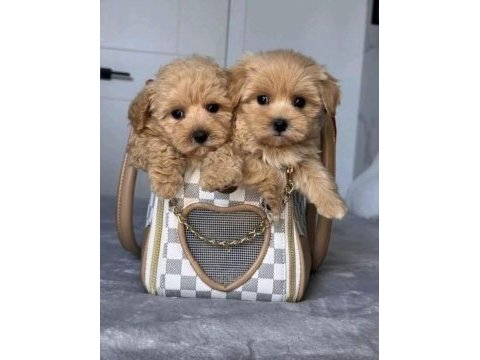 Kore kan hattına sahip maltipoo