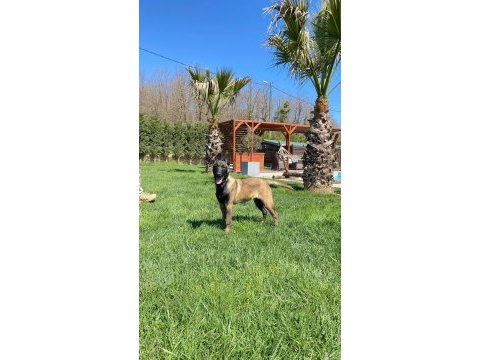 Full eğitimli belçika malinois yavru