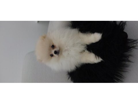 Pomeranian erkek yavru