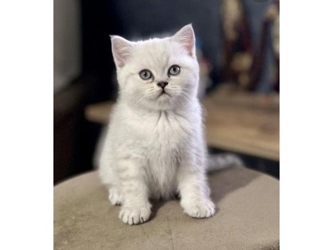 Mükemmel british shorthair yavrular sakarya