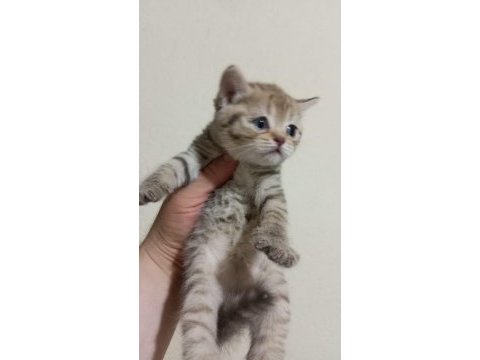 British shorthair 65 günlük kediler