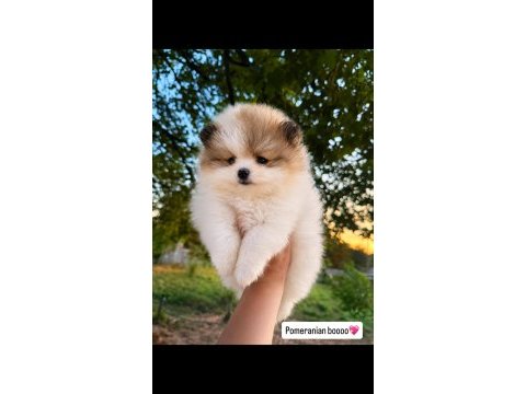 Teddy bear surat yavru pomeranian boo yavrularımız yeni