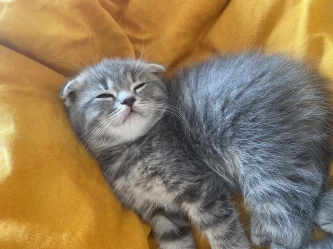 Yavru scottish fold 2 aylık