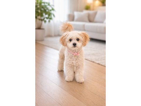 Maltipoo bakımlı