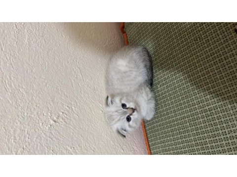 Minik scottish fold oğlumuza yeni yuva