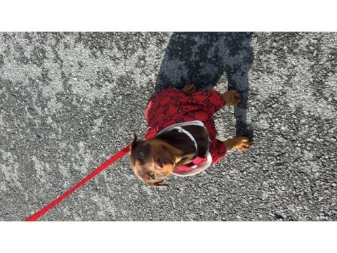 Sağlıklı doberman kızıl ve siyah
