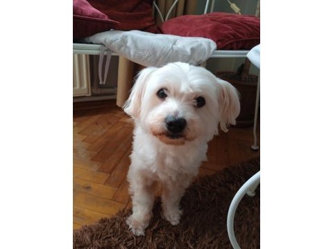 Maltese terrier 10 yaşında erkek
