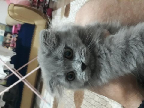 Scottish fold cinsi dişi kedim
