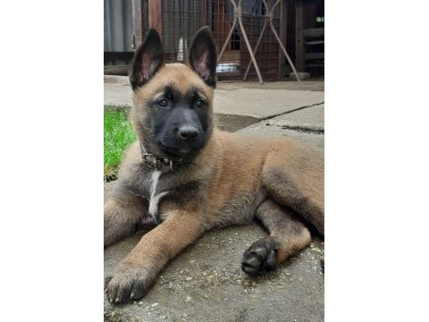 Belçika malinois yavrularımız