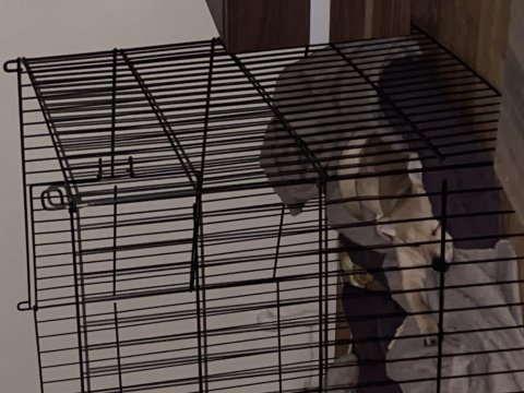 4 aylık minyatür pinscher