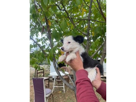 Show kalite border collie yavrularımız