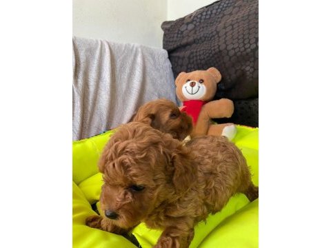 Toy poodle bebekler
