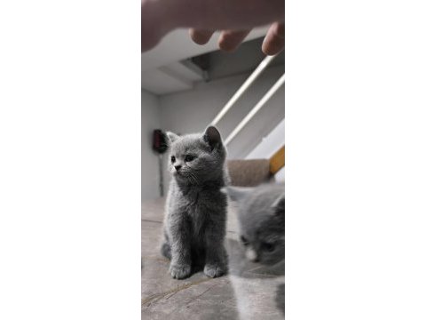 Özenle british shorthair yavruları