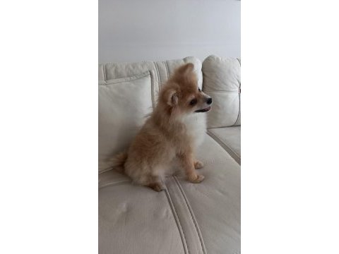 Pomeranian cinsi kopek