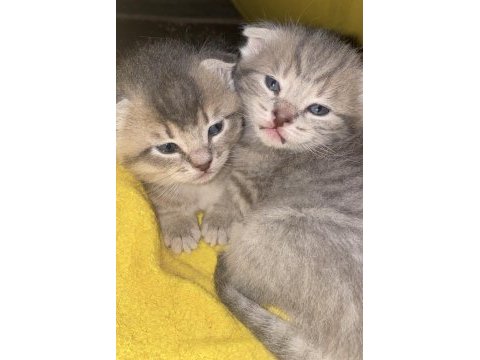 Scottish fold kızlar