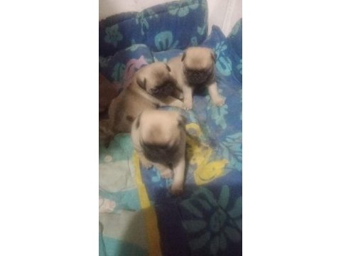 Gül kuyruk a kalite pug yavruları