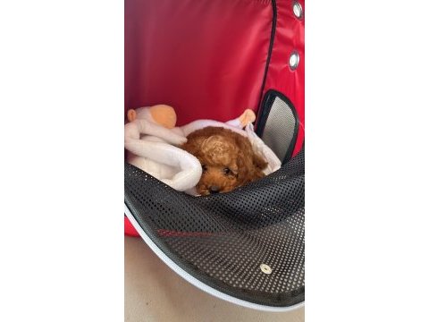 Dişi kızım red minyatür poodle