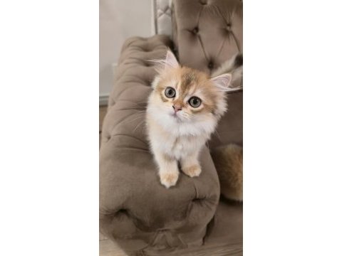 Golden british longhair kedisi