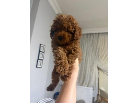 Güzeler güzeli kilo garantili poodle bebekler
