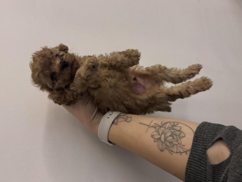 Kore kan poodle bebekler