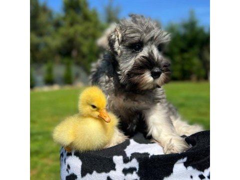 Fcı şecereli miniature schnauzer