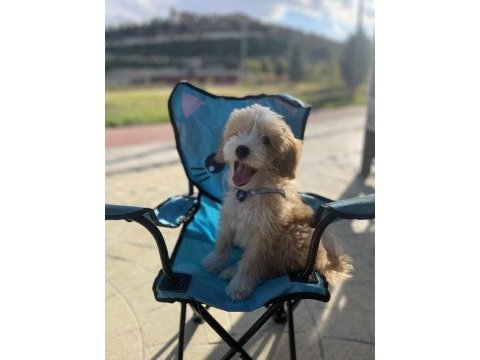 Maltipoo 3 aylık erkek