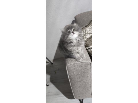 Yün yumağı çok tatlı chinchilla yavrularım
