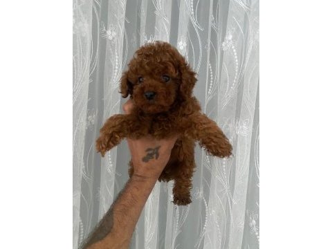 Kore erkek toy poodle bebekler