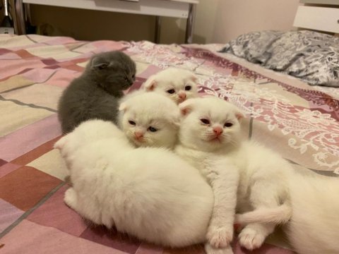 Safkan scottish fold yavrularımız yeni sahibini bekliyor