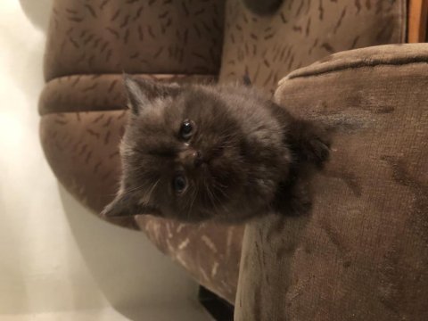 British shorthair yavrular
