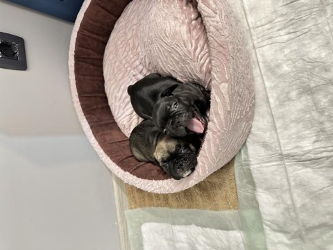 Siyah ve kahverengi 1 buçuk aylık french bulldog