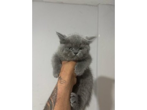British shorthair yavrular gönderim mevcut