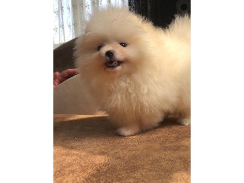 3 aylık 1 dişi ve 1 erkek üst kalite pomeranian boo