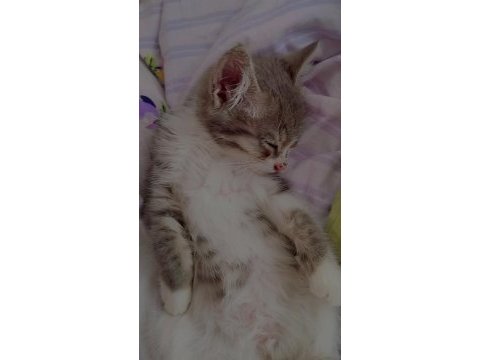 1 buçuk aylık erkek kedimiz