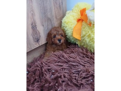 Toy poodle 2 aylık yavrumuz