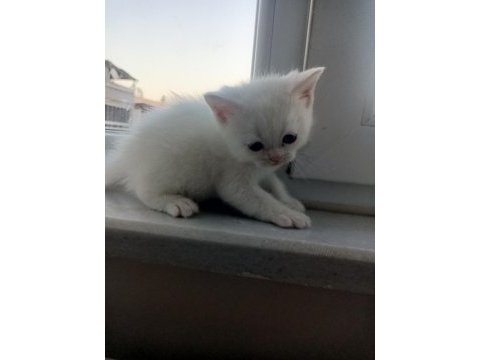 2 aylık kedicikler