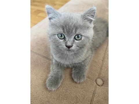 7 aylık erkek british shorthair kedimiz