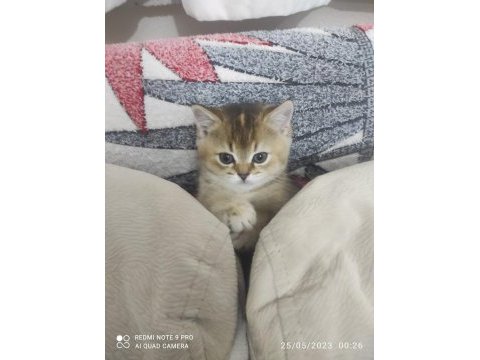 Acil sahiplendirilecek british shorthair