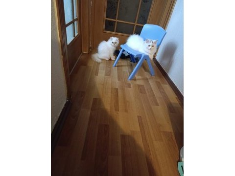 Pamuk sevimli erkek kedimiz