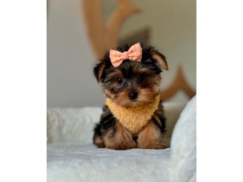 Hipoalerjenik tüylere sahip yavru köpekler