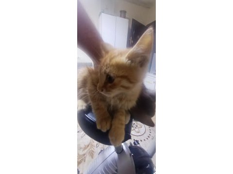 Sokak kedisi ve 4 yavrusunu sahiplendirmek istiyorum
