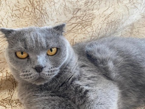 1 kez annelik yapmış scottish fold yavru sahiplendirilecek