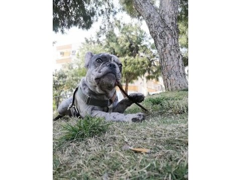 French bulldog merly izmir içi dişi eş arıyoruz