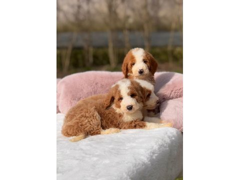 Show kalite giant (dev) poodle yavrular