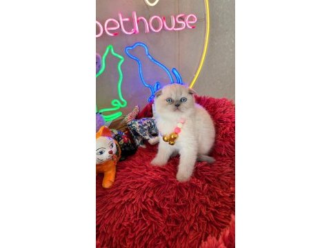 Scottish fold ayı suratlı son derece safkan