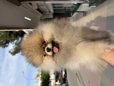Gülen surat ayıcık pomeranian boo