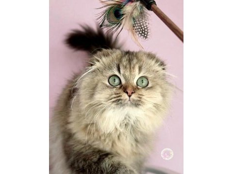 Highland scottish fold