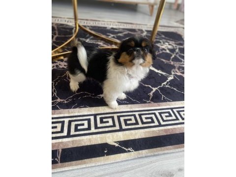 3 aylık pekinez dış parazit iç parazit oldu