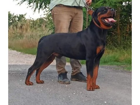 Rottweiler yavruları mükemmmeli arayanlara çiftlikten
