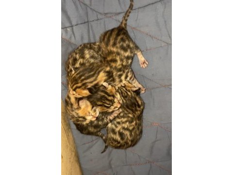 Rusya dan bengal kedisi yavruları